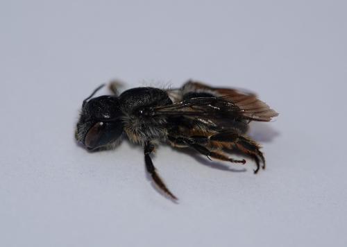 Osmia brevicornis